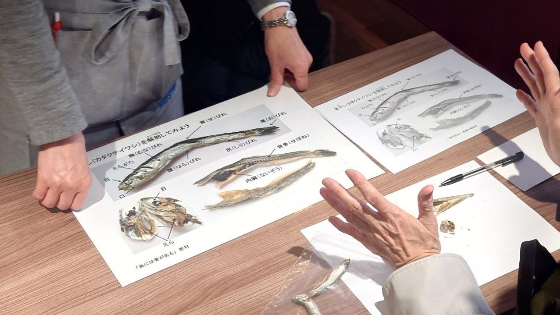 おさかなマイスターによる「にぼしの解剖講座」