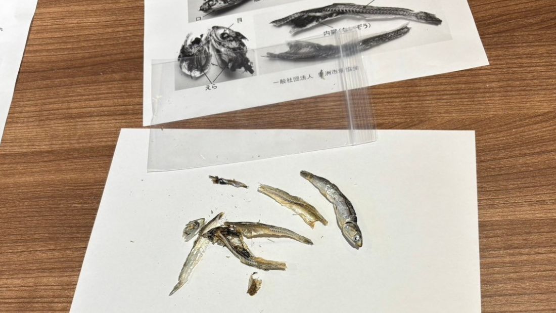 おさかなマイスターによるにぼしの解剖講座