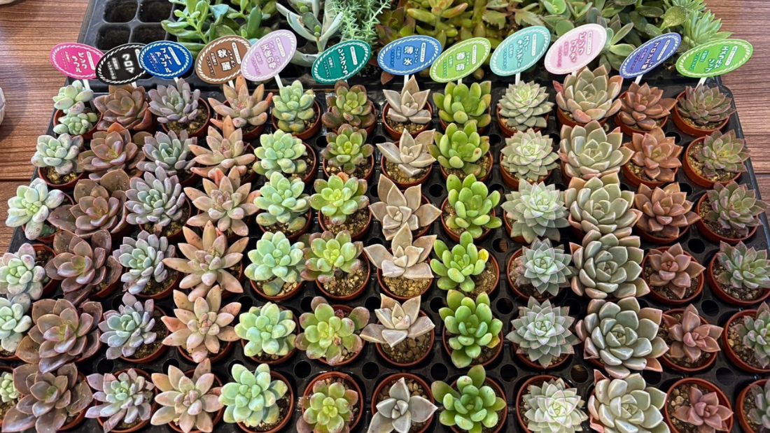 多肉植物寄せ植え体験