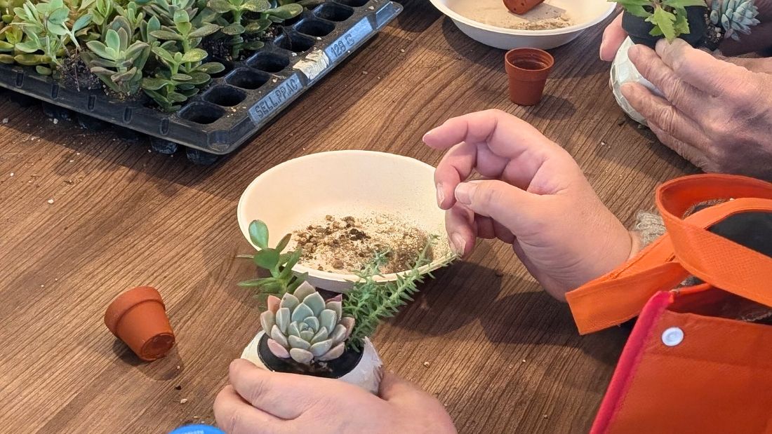 多肉植物寄せ植え体験