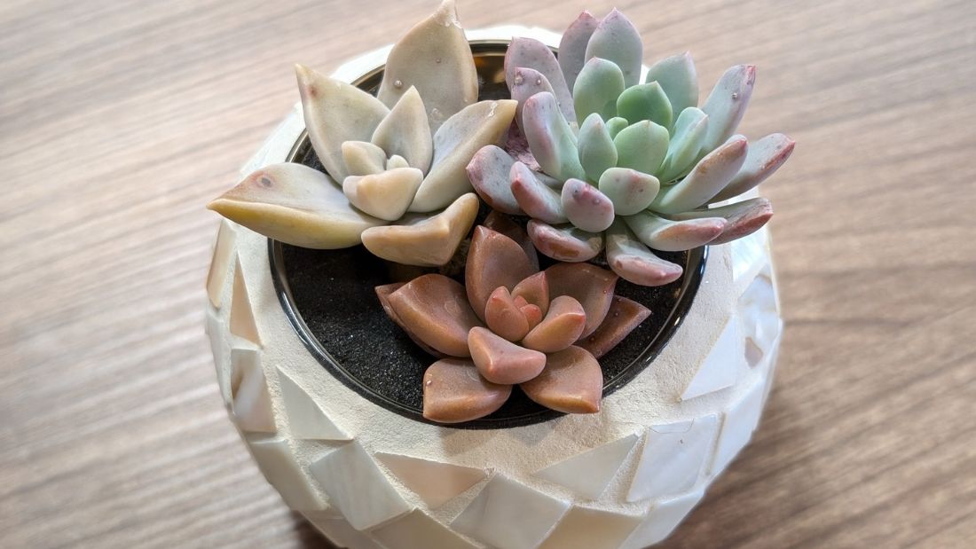 多肉植物寄せ植え体験