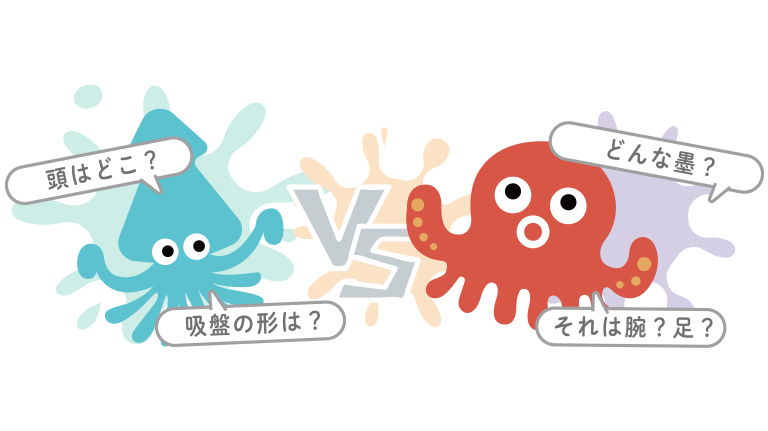 イカVSタコ その違いを学ぼう Supported by 豊洲市場協会