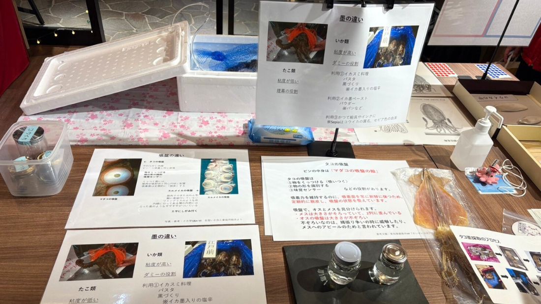 イカVSタコ その違いを学ぼう