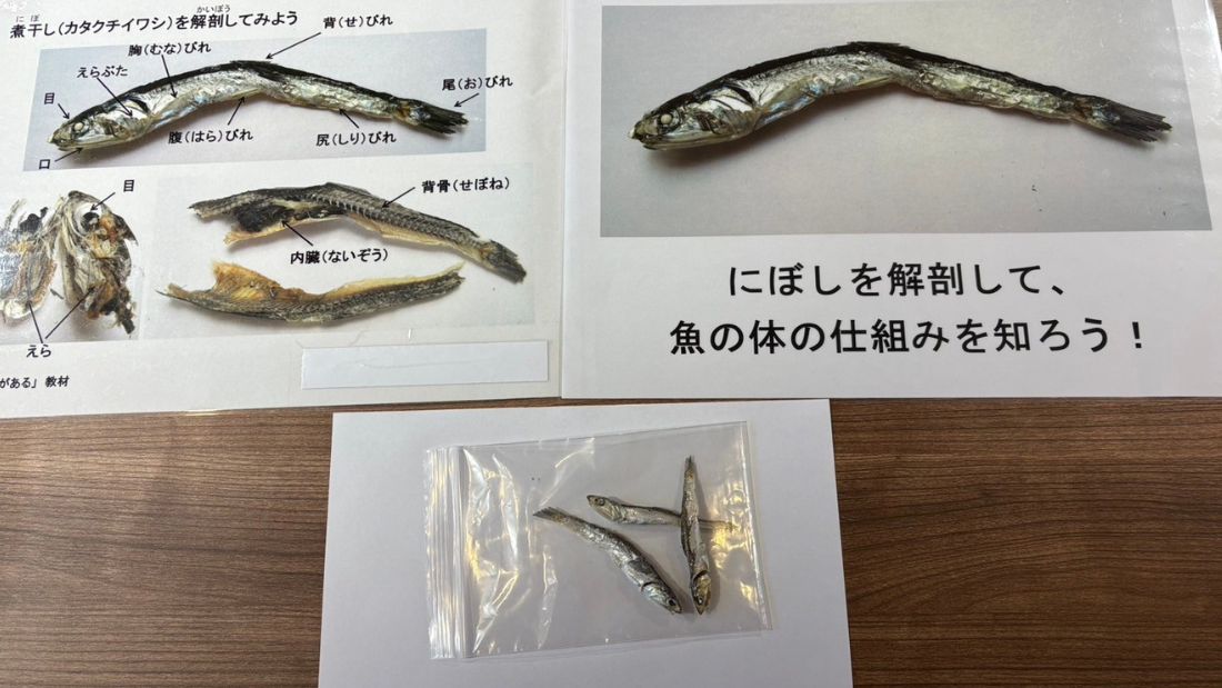 おさかなマイスターによるにぼしの解剖講座