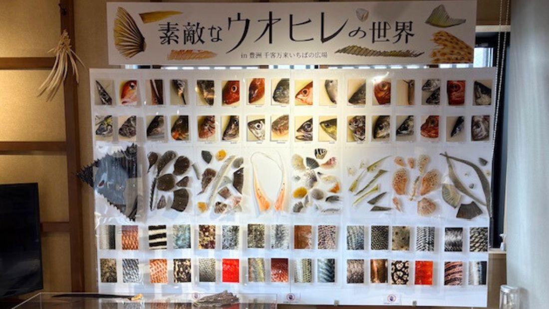 素敵なウオヒレの世界 in 豊洲 千客万来 いちばの広場