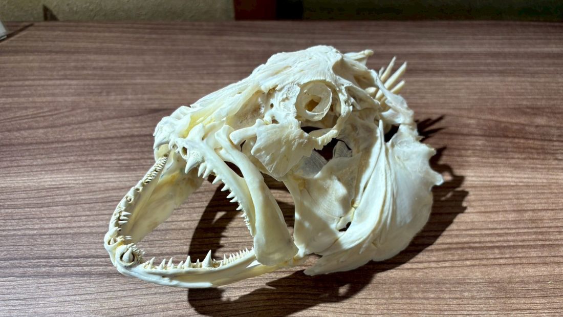 おさかなの口探検2&おさかなの口探検の裏側