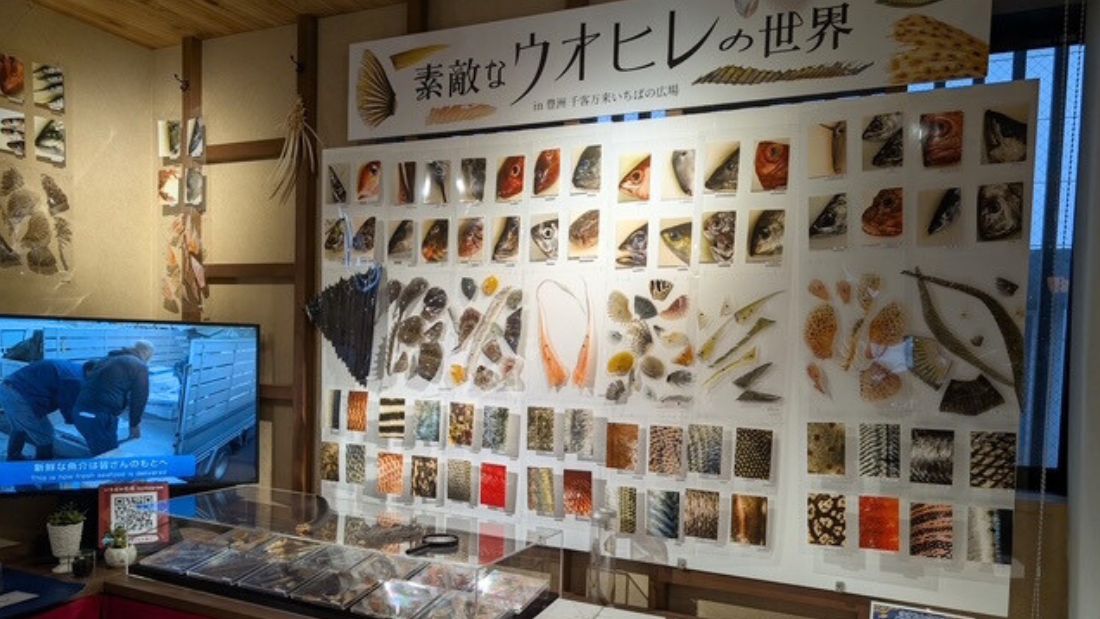 素敵なウオヒレの世界 in 豊洲 千客万来 いちばの広場