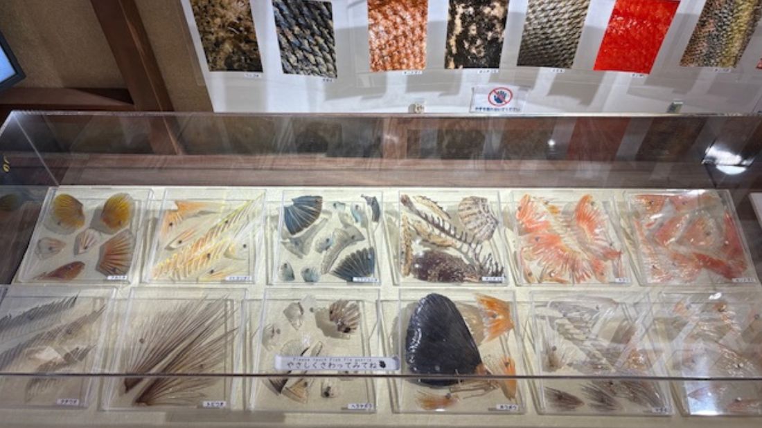 素敵なウオヒレの世界 in 豊洲 千客万来 いちばの広場