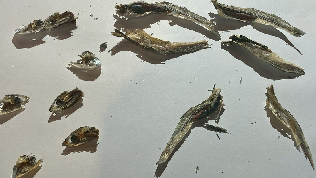 にぼしの解剖講座