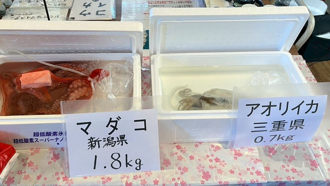 イカ vs タコ その違いを学ぼう