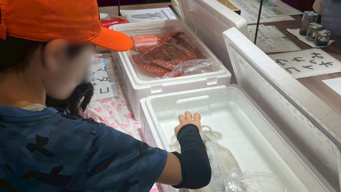 イカ vs タコ その違いを学ぼう