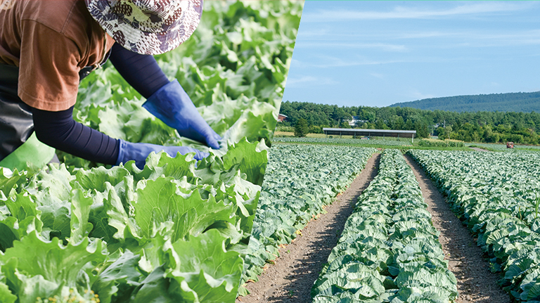 八ヶ岳高原レタス・嬬恋高原キャベツフェア