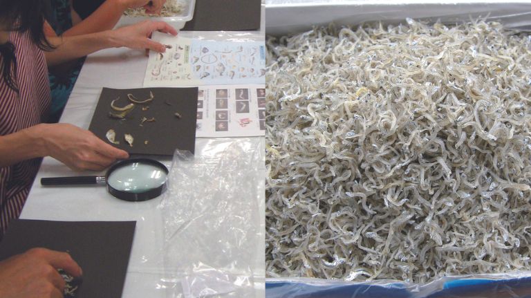 ちりめんじゃこを観察しよう