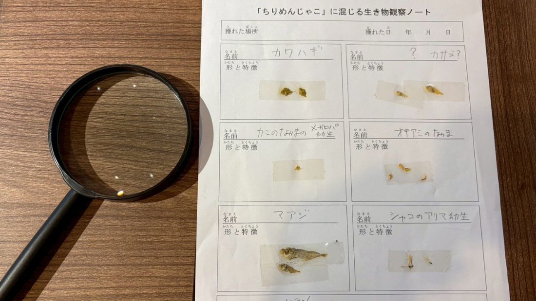 ちりめんじゃこを観察しよう