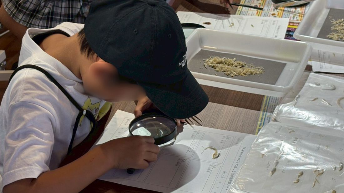 ちりめんじゃこを観察しよう