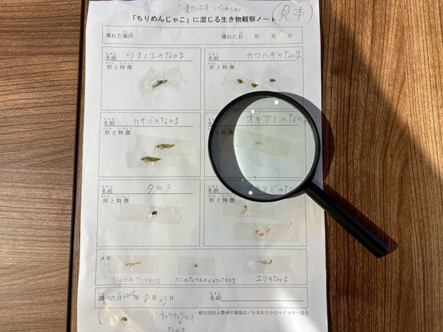 ちりめんじゃこを観察しよう