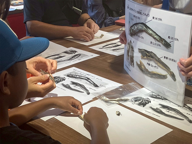 おさかなマイスターによるにぼしの解剖講座