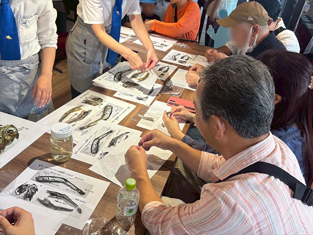 おさかなマイスターによるにぼしの解剖講座