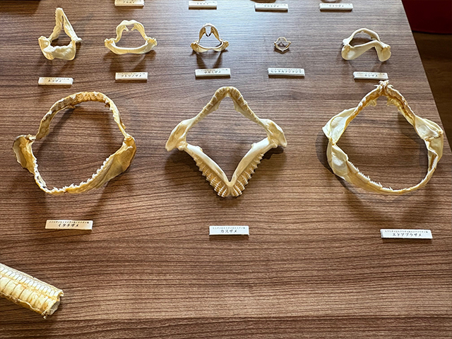 おさかなアートの楽しみ方 紹介