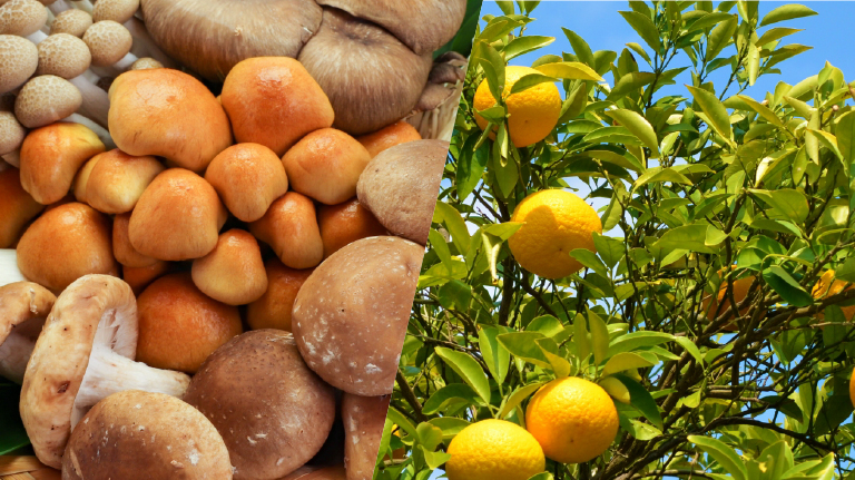 きのこ生産量TOP2　長野県・新潟県きのこ主産地合同フェア&和歌山有田みかんフェア