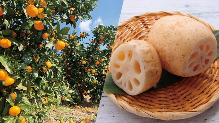 いいものいっぱいいばらき 秋の大収穫祭！＆和歌山AQ有田みかんフェア