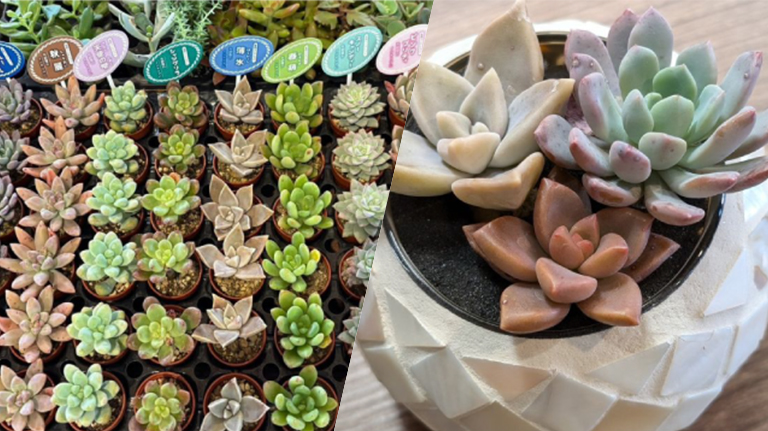 多肉植物寄せ植え体験