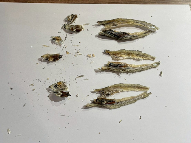 にぼしの解剖講座