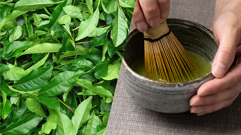 豊洲市場でおいしい抹茶をたててみよう